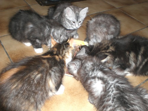 kittens Desiree 2008