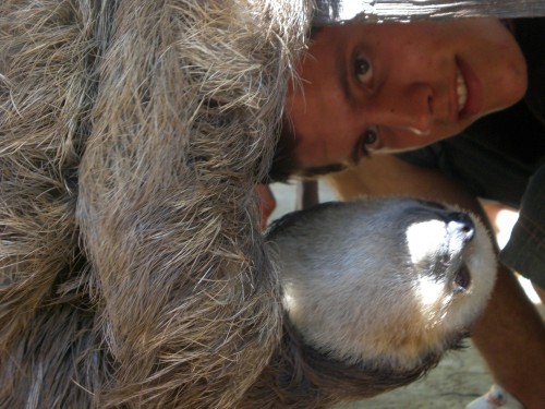 Sloth Suriname