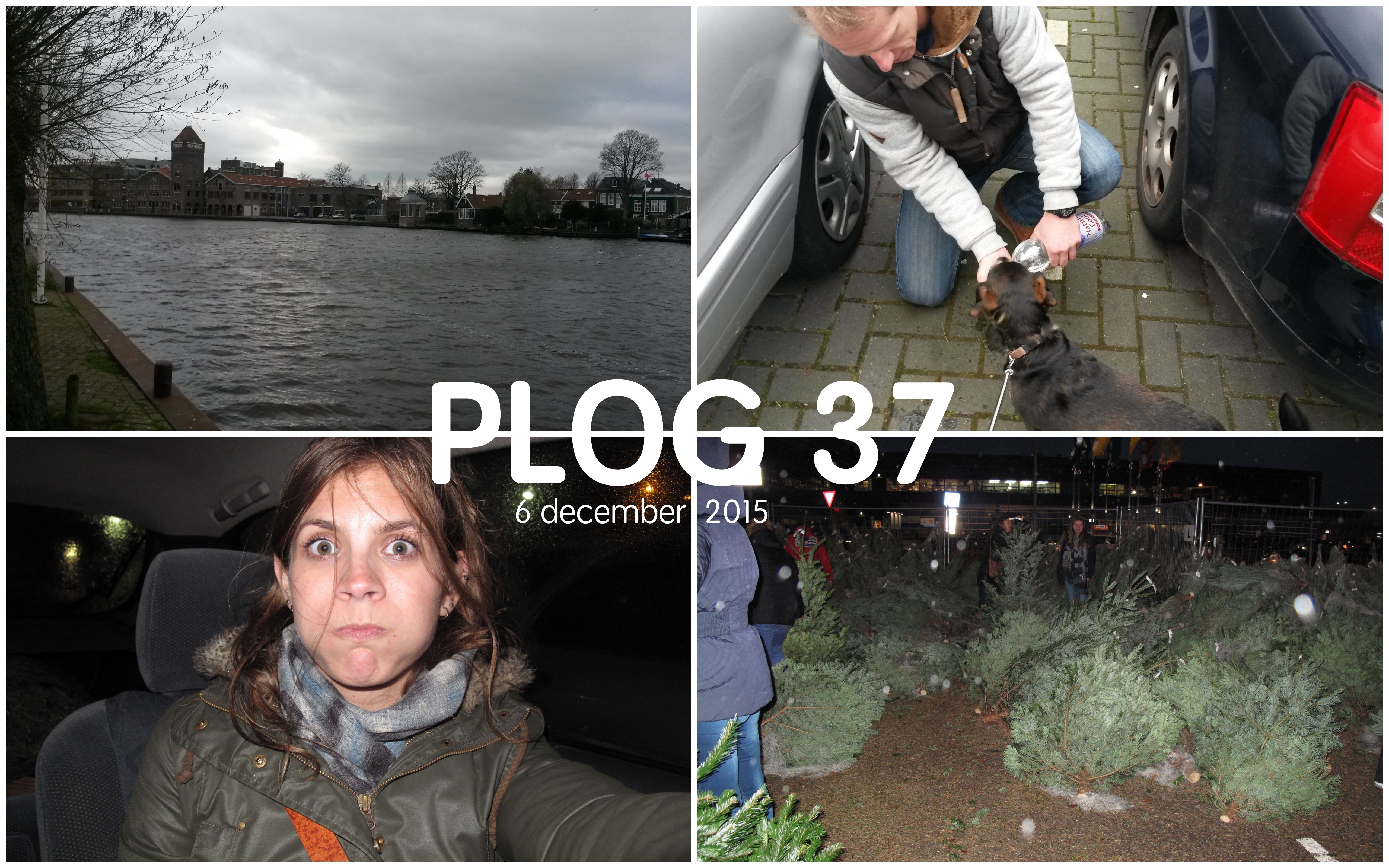 Plog 37: wild Zaandam en een kerstboom