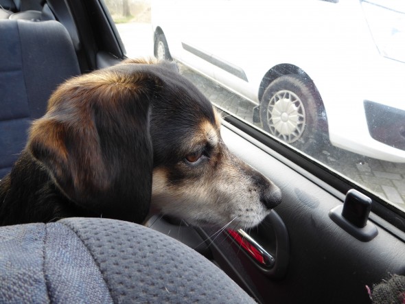 Met hond in auto