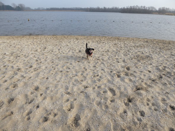 Met hond op strand