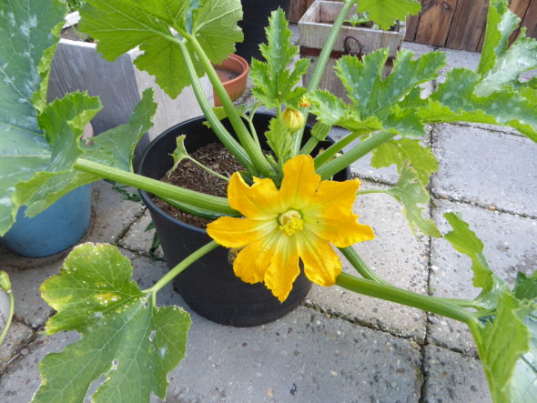 Courgetteplant in pot