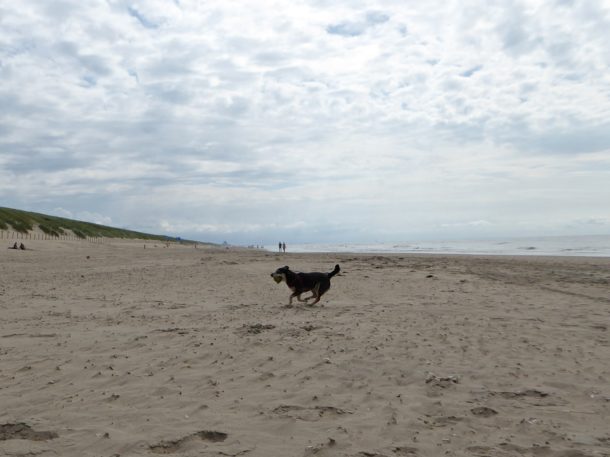 Honden Wijk aan Zee
