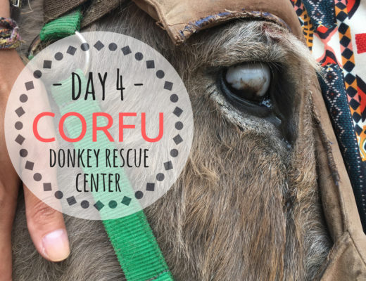 CORFU donkey rescue vlog