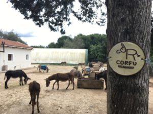Corfu donkey rescue center